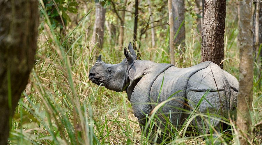 Traveler photo from Chitwan wildlife tour